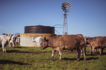  Specked park, Murray Grey and Angus cattle in Australia grazing on grass. in south west Victoria. ...