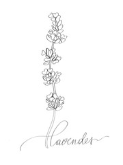Lavender line art. Provence style, inspired by aromatherapy passion