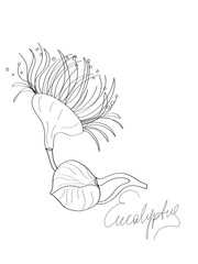 Eucalyptus flower line art. Aromatherapy and healing.