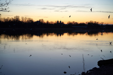 sunset on the river with seagulls