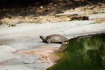 turtle on the river