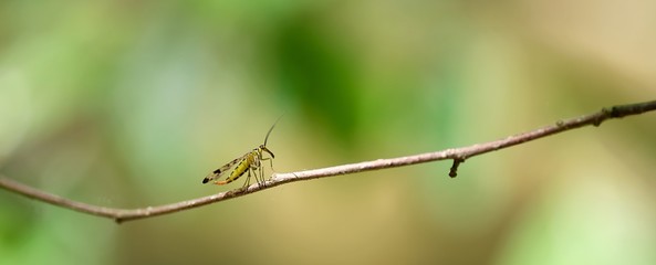 Insecte volant macro