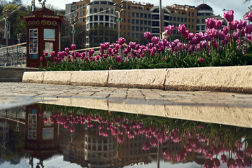 Fototapeta na wymiar The city center of the resort Kislovodsk in Russia. Boulevard after the rain. Quarantine in Russia, empty streets of the resort town. Flowers and buildings are visible in the reflection of water