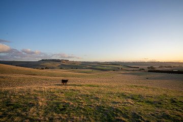  Specked park, Murray Grey and Angus cattle in Australia grazing on grass. in south west Victoria. ...