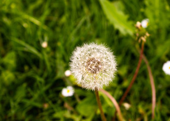 Photo of a close-up beautiful dandelion surrounded by green grass