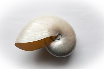 Centered view of a chambered nautilus shell, beautiful mother of pearl finish, isolated on white,...