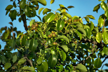 Pears growing on a tree