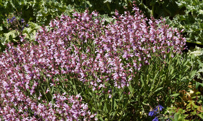 Obraz premium Sauge vivace ou sauge des bois (Salvia nemorosa) aux fleurs à grappes terminales élancées rose foncé, feuillage oval, vert et légèrement denté