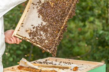 the process of extracting honey from the hive