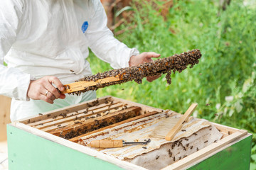 the process of extracting honey from the hive