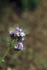 Phacelia Bienenweide Pflanze
