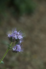 Phacelia Bienenweide Pflanze
