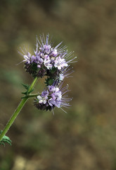 Phacelia Bienenweide Pflanze

