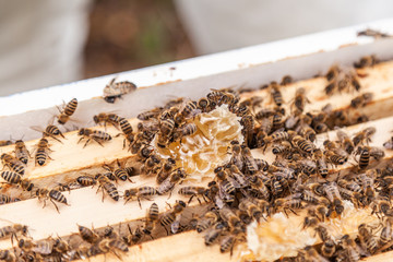 the process of extracting honey from the hive
