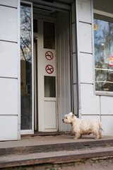 The dog knows the rules