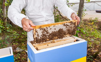 the process of extracting honey from the hive