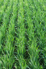 wheat field in early spring. first shoots