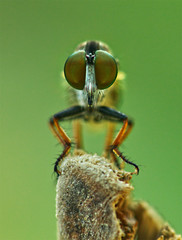 Robber fly assassin fly portrait face on macro close up static shot with bokeh green background. Insect big eyes.