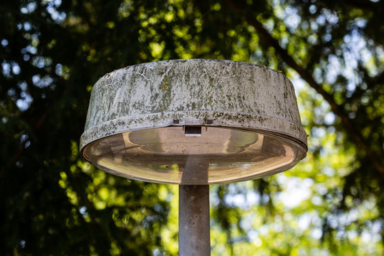 Old diry street lamp under tree