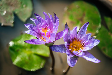 Purple blooming  lotus flower with water drops