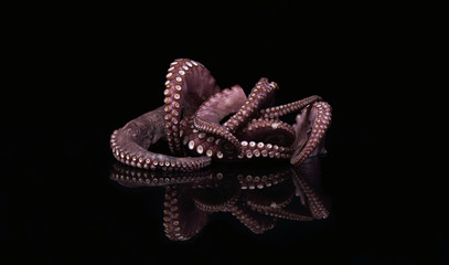 octopus tentacle food seafood animal