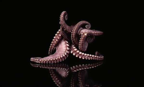 octopus tentacle food seafood animal