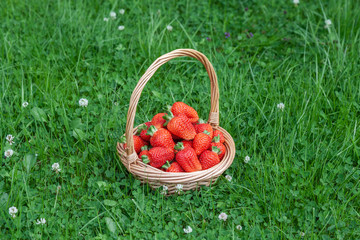 Wicker basket on green grass with red strawberries