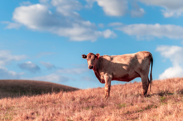  Specked park, Murray Grey and Angus cattle in Australia grazing on grass. in south west Victoria. ...