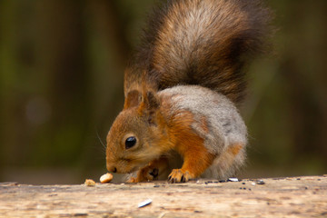 red squirrel is sniffing a nut