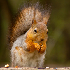 red squirrel is eating a nut