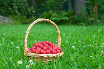 Wicker basket on green grass with red raspberries