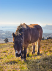Photo of a wild beautiful horse in the nature