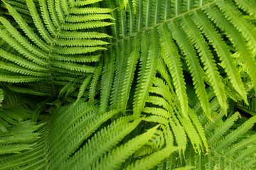 green fern leaves