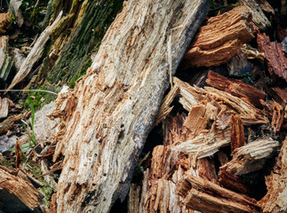 Fototapeta premium a pile of wood rot. invoice. close up
