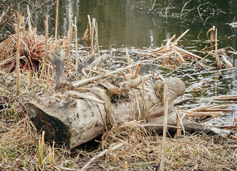 Naklejka na ściany i meble log on the river Bank in the dry grass