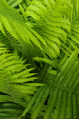 green fern leaves