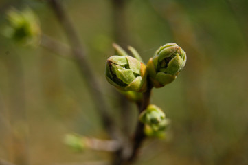 close up of a green sprout