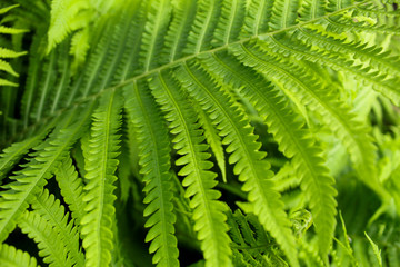 green fern leaf
