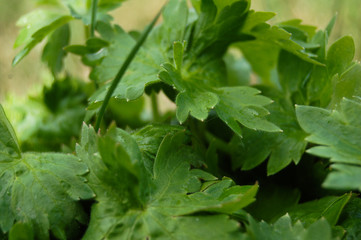 fresh green lettuce