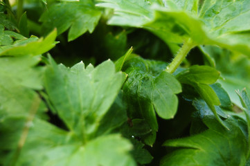 green leaves with dew drops