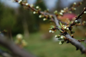 branch of a tree