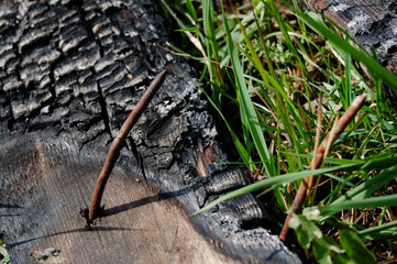 a burned log in the grass