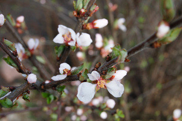 branch of a cherry tree in spring