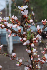 cherry tree blossom