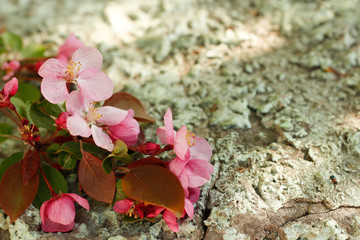 Fototapeta na wymiar pink apple tree in bloom with green leaves on a stone green background. spring, trees, future harvest.