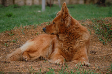 german shepherd puppy