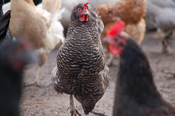 free range chickens on a farm