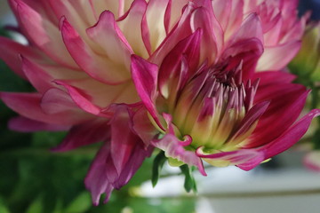 One dahlia flower. 7986