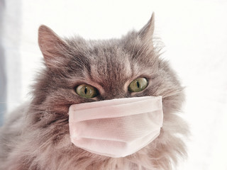 veterinary science. grey furry cat in a medical mask. epidemic