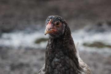 portrait of a hen